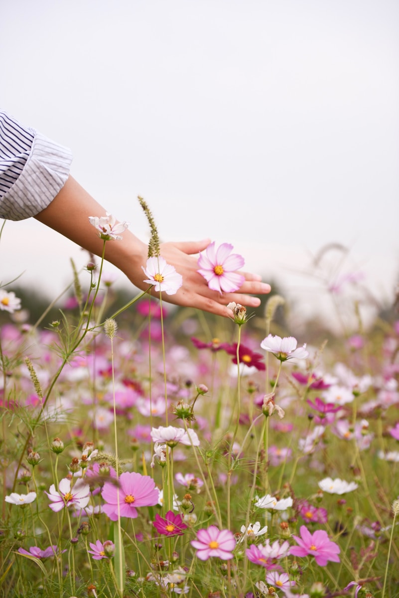 woman holding pink petaled flower
